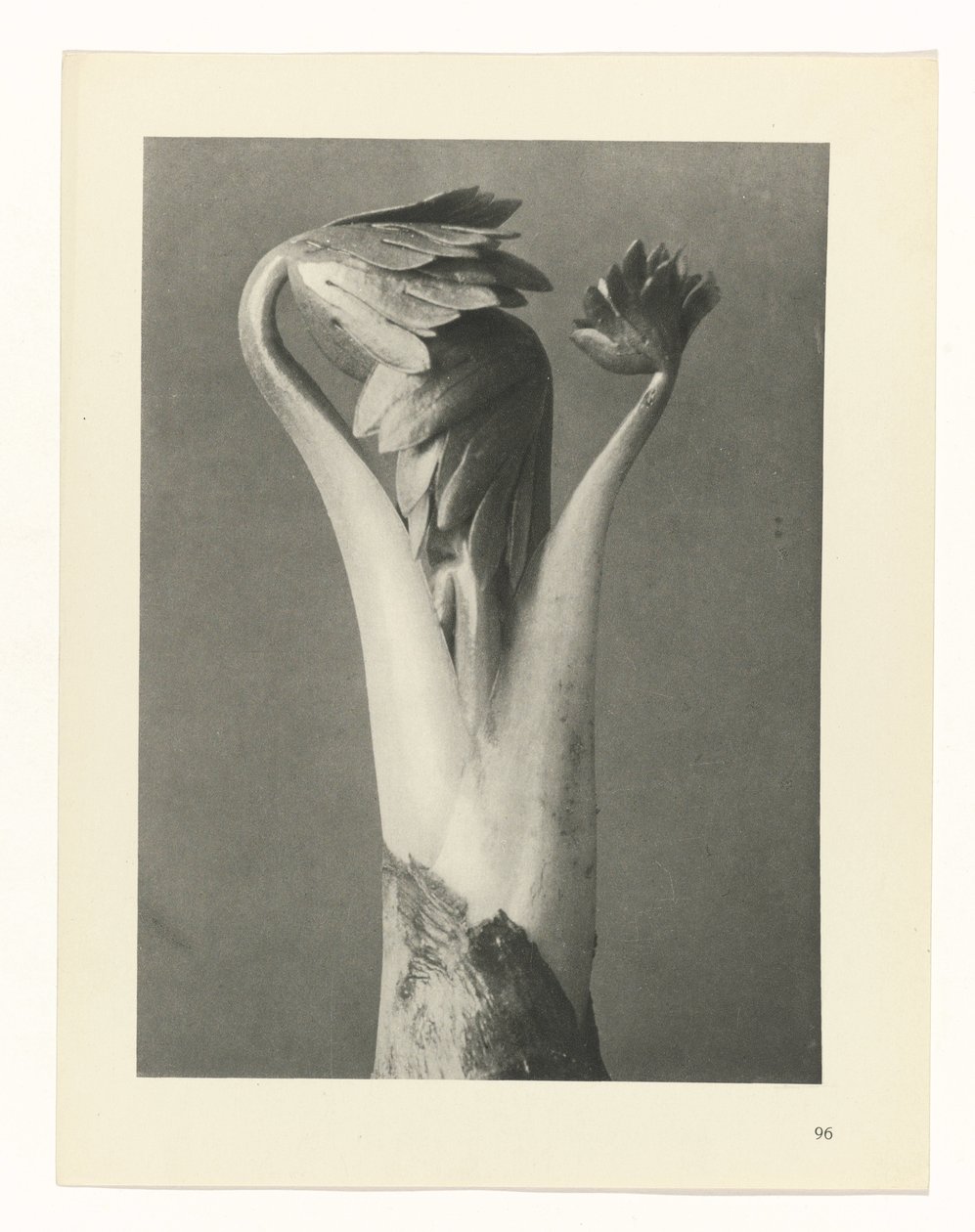 planlægge undersøgelse Arketyper af kunst (serietitel) af Karl Blossfeldt