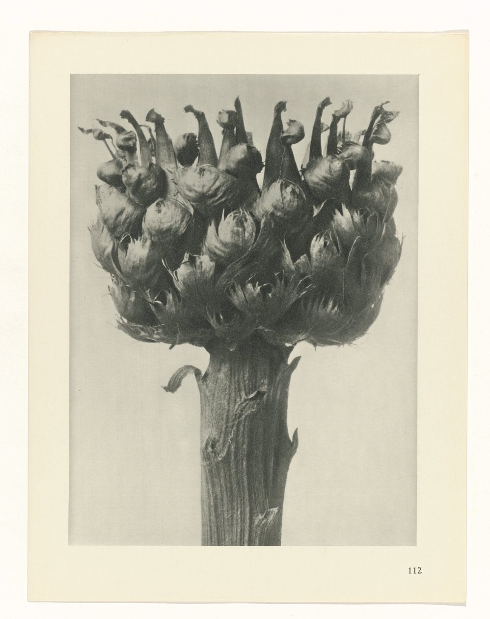 planlægge undersøgelse Arketyper af kunst (serietitel) af Karl Blossfeldt