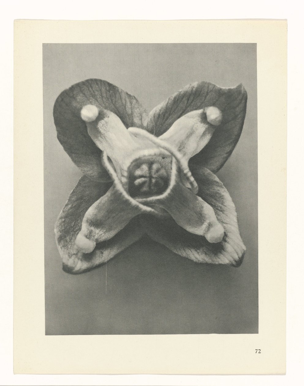 planlægge undersøgelse Arketyper af kunst (serietitel) af Karl Blossfeldt