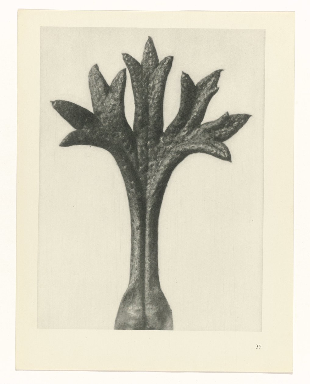 planlægge undersøgelse Arketyper af kunst (serietitel) af Karl Blossfeldt