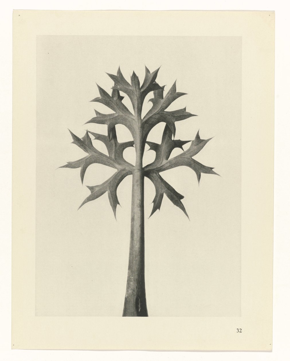 planlægge undersøgelse Arketyper af kunst (serietitel) af Karl Blossfeldt