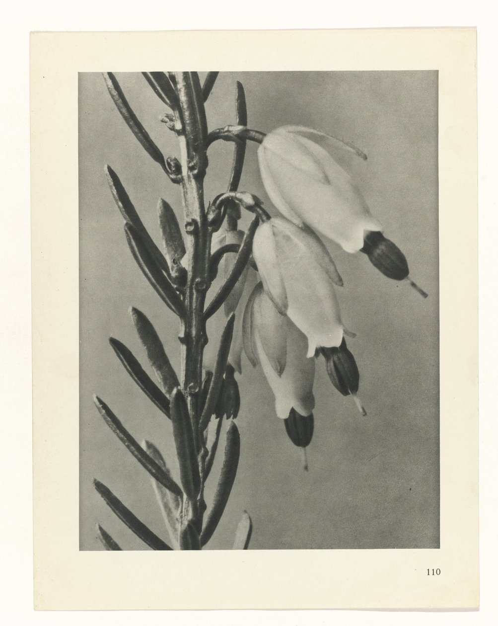 planlægge undersøgelse Arketyper af kunst (serietitel) af Karl Blossfeldt