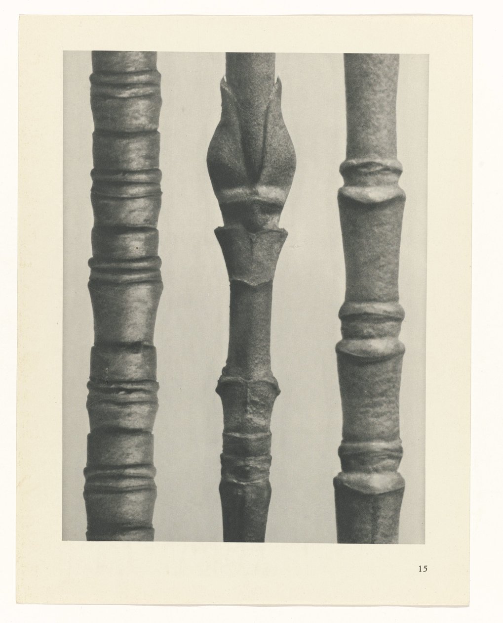 planlægge undersøgelse Arketyper af kunst (serietitel) af Karl Blossfeldt