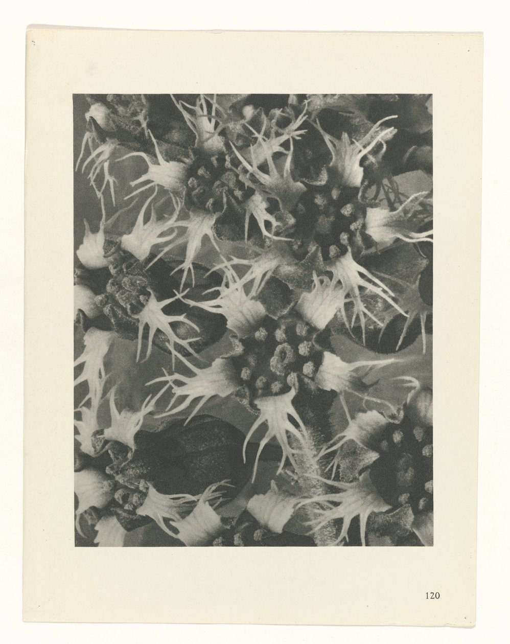 planlægge undersøgelse Arketyper af kunst (serietitel) af Karl Blossfeldt