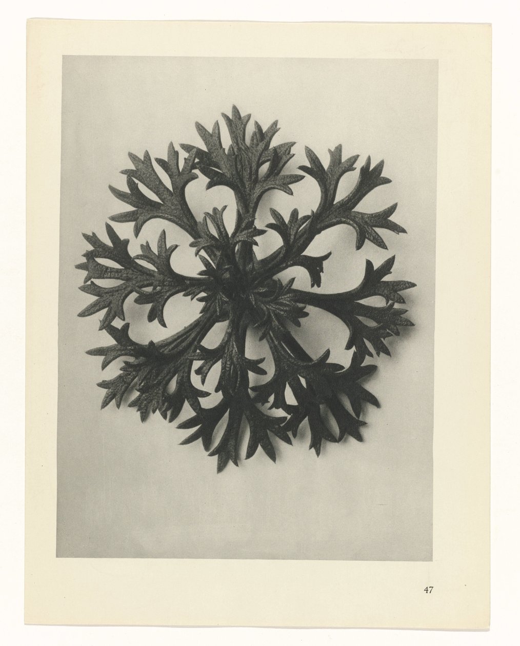 planlægge undersøgelse Arketyper af kunst (serietitel) af Karl Blossfeldt