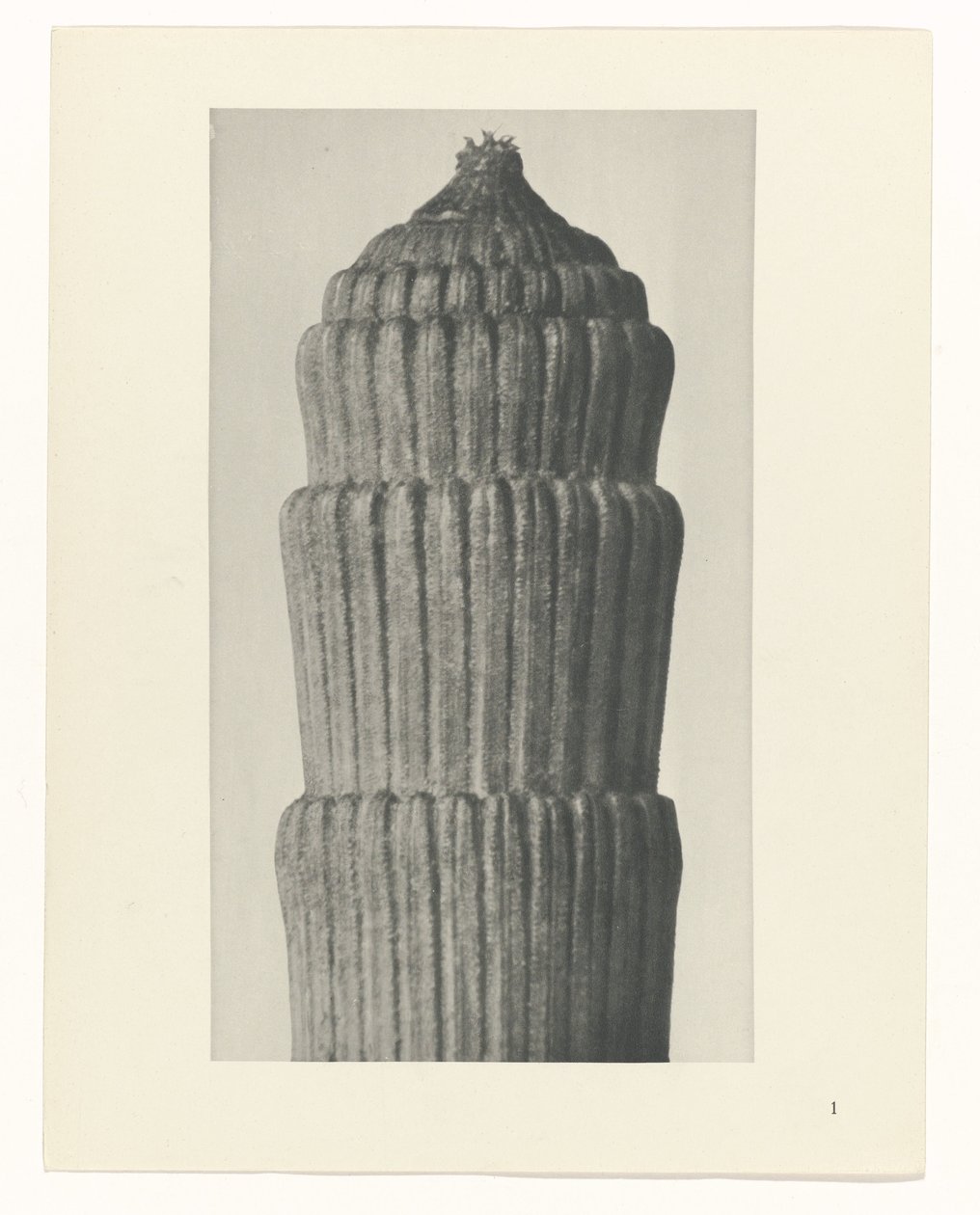 Planstudie, Equisetum hiemale Arketyper af kunst (serietitel) af Karl Blossfeldt