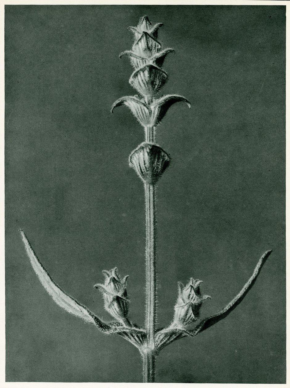 Salvia, 1929 (fotogravure) af Karl Blossfeldt