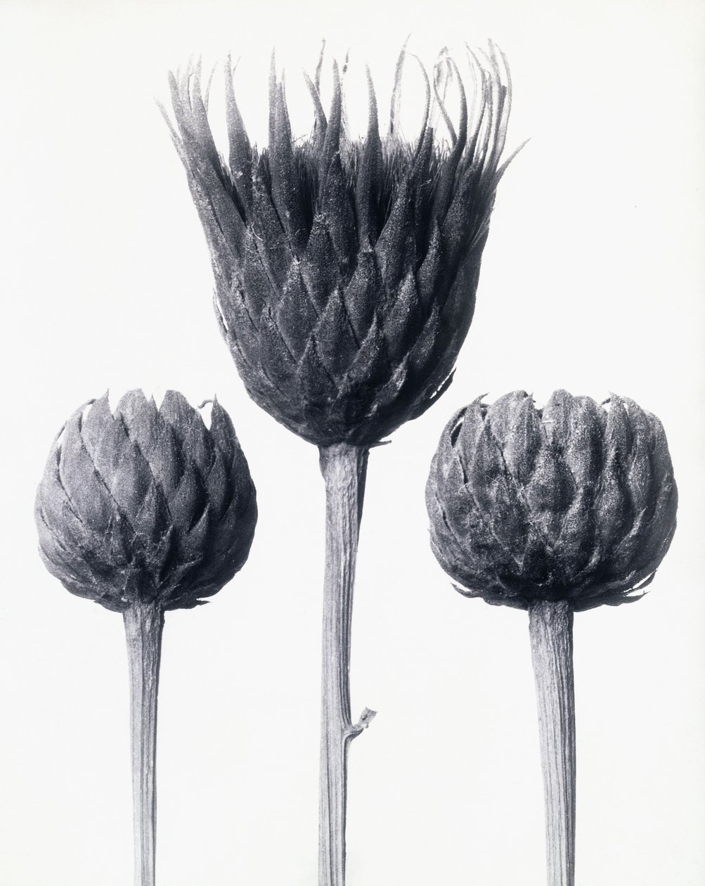 Serratula Nudicaulis (barstammet almindelig sav), ca. 1928 (gelatinesølvtryk) af Karl Blossfeldt