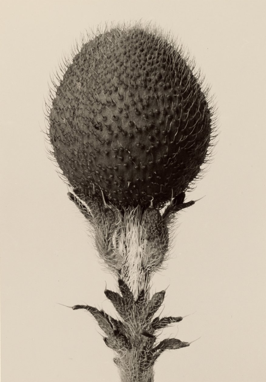 [Tornede løgplanter] af Karl Blossfeldt