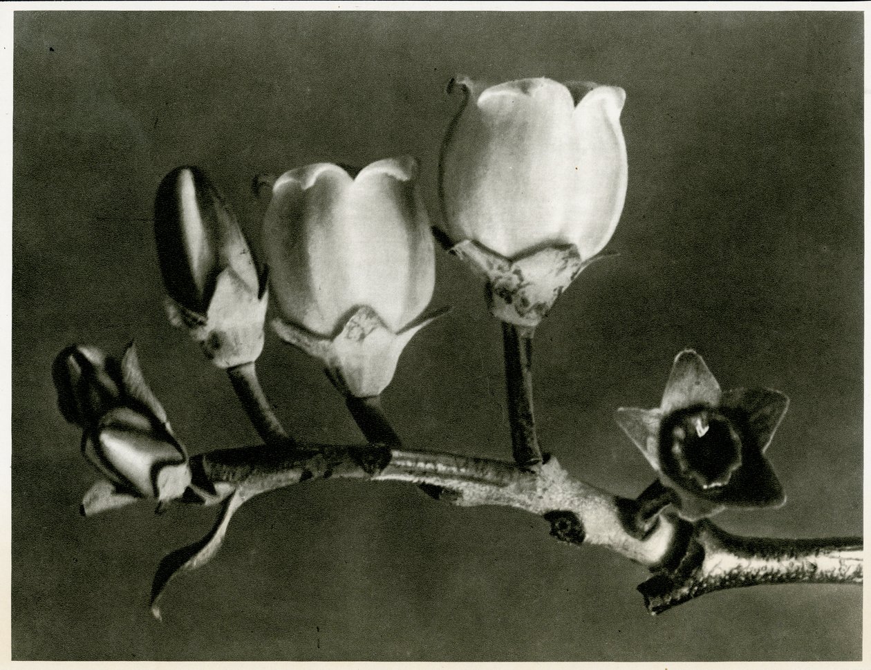 Vaccinium Corymbosum. 1929 (fotogravure) af Karl Blossfeldt