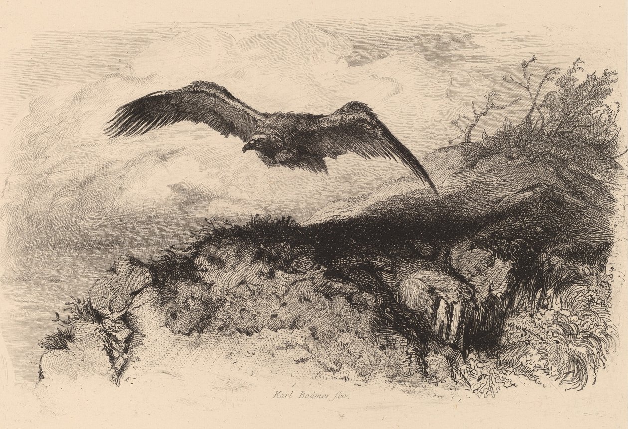 Ørn i flugt. af Karl Bodmer