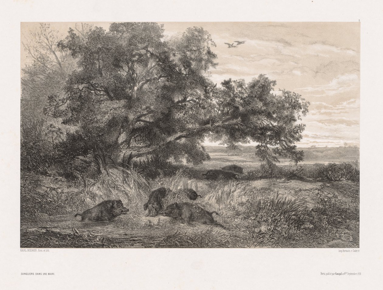 Dyr og landskab efter naturen: Vildsvin i en dam, ca. 1850. af Karl Bodmer