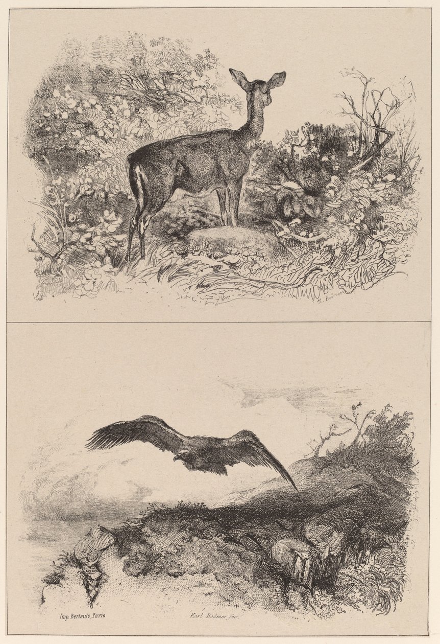 Doe, Ørn af Karl Bodmer