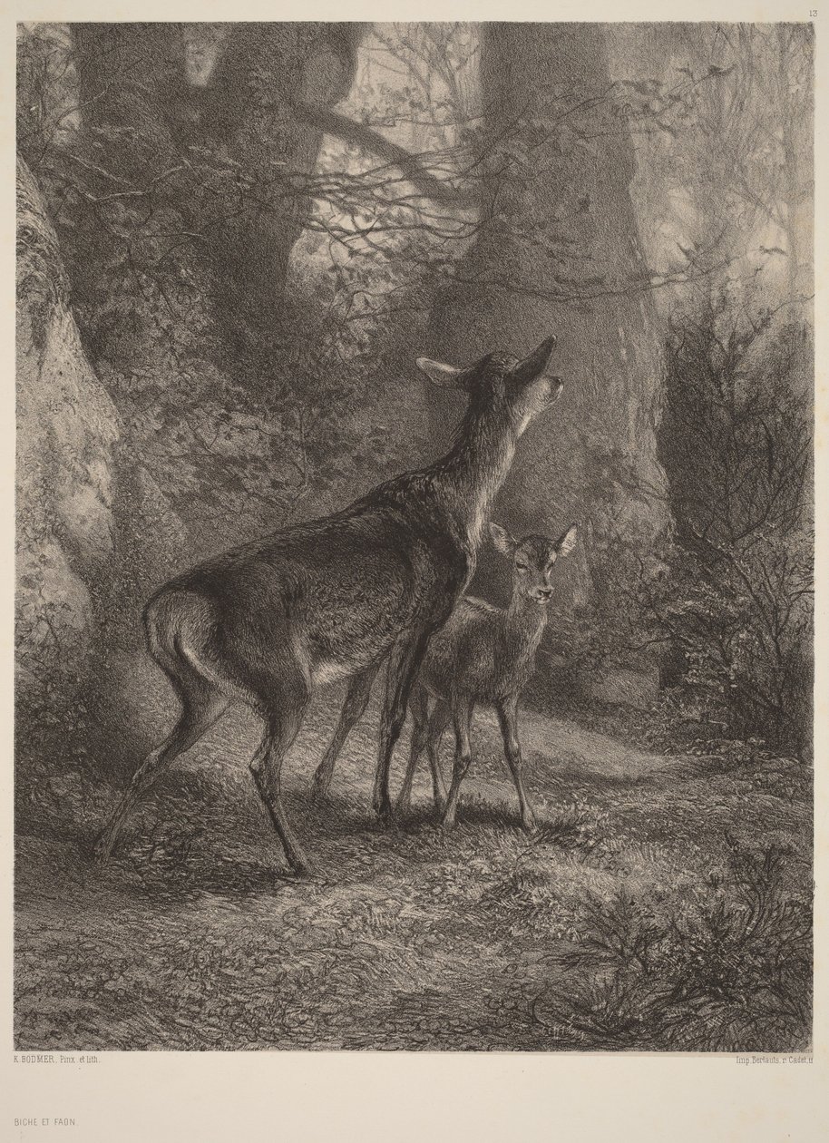 Hind og kalv af Karl Bodmer