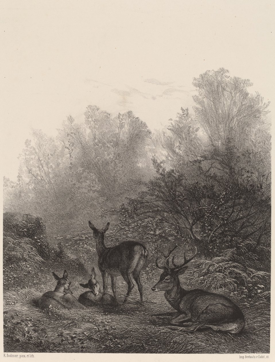 Hjorte hviler af Karl Bodmer