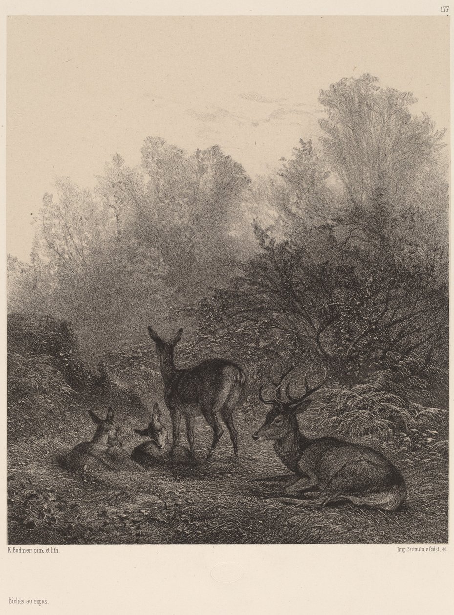 Hjorte hviler af Karl Bodmer