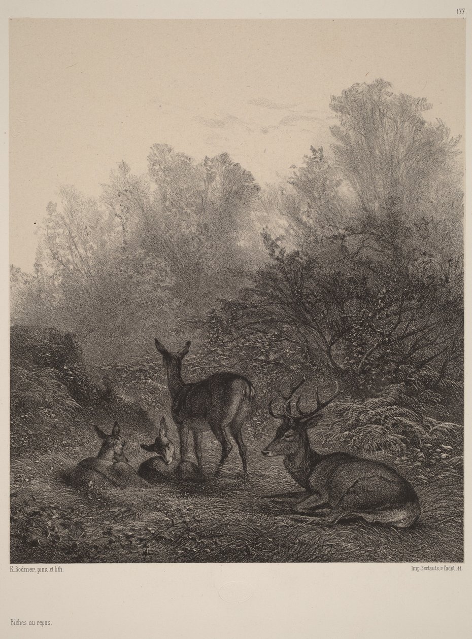 Hindene hviler sig af Karl Bodmer