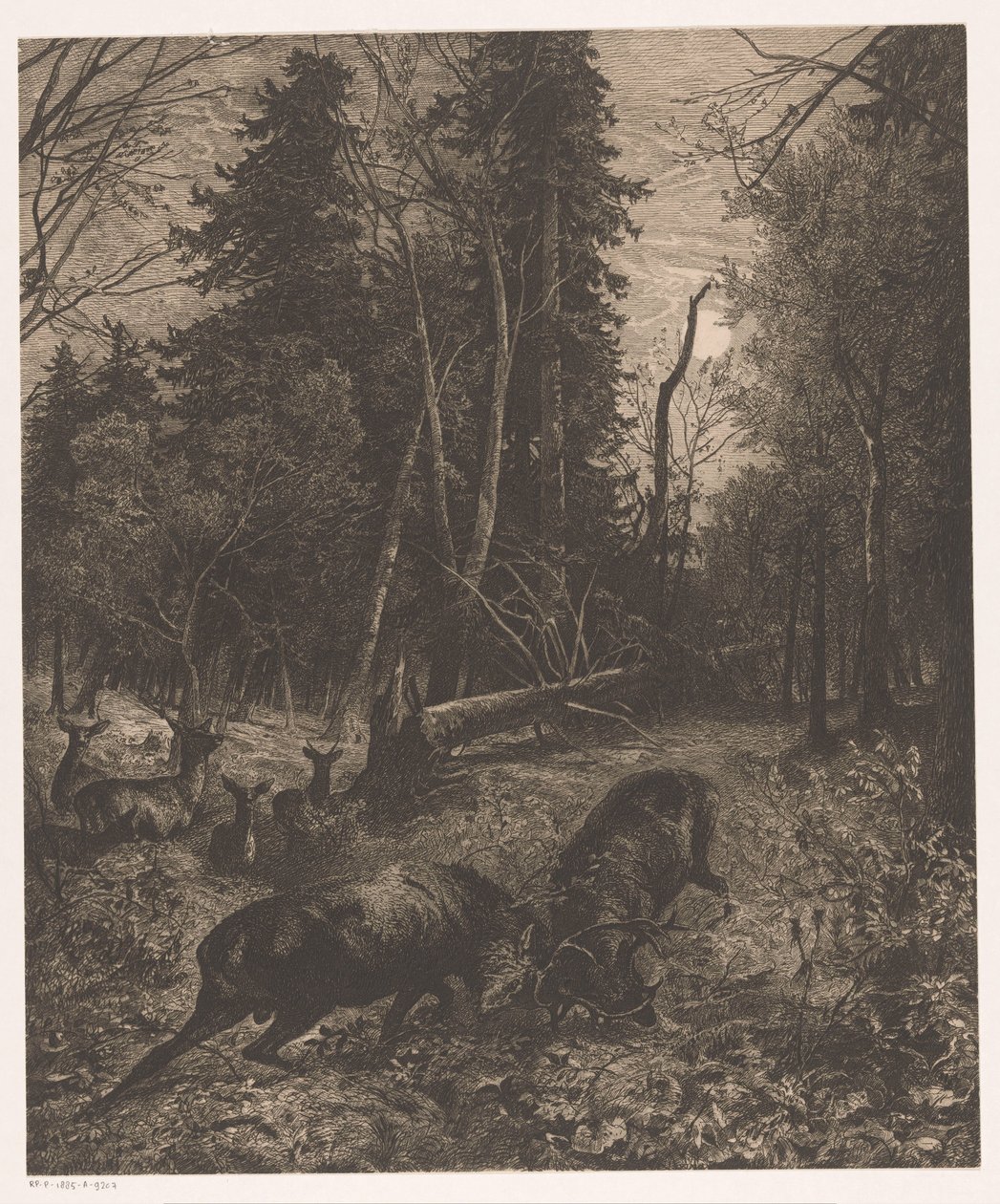 Skovudsigt med to kæmpende hjorte af Karl Bodmer