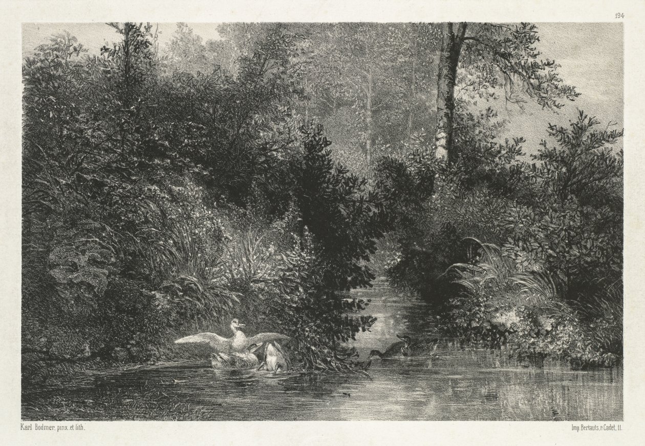 Canards (ænder) af Karl Bodmer