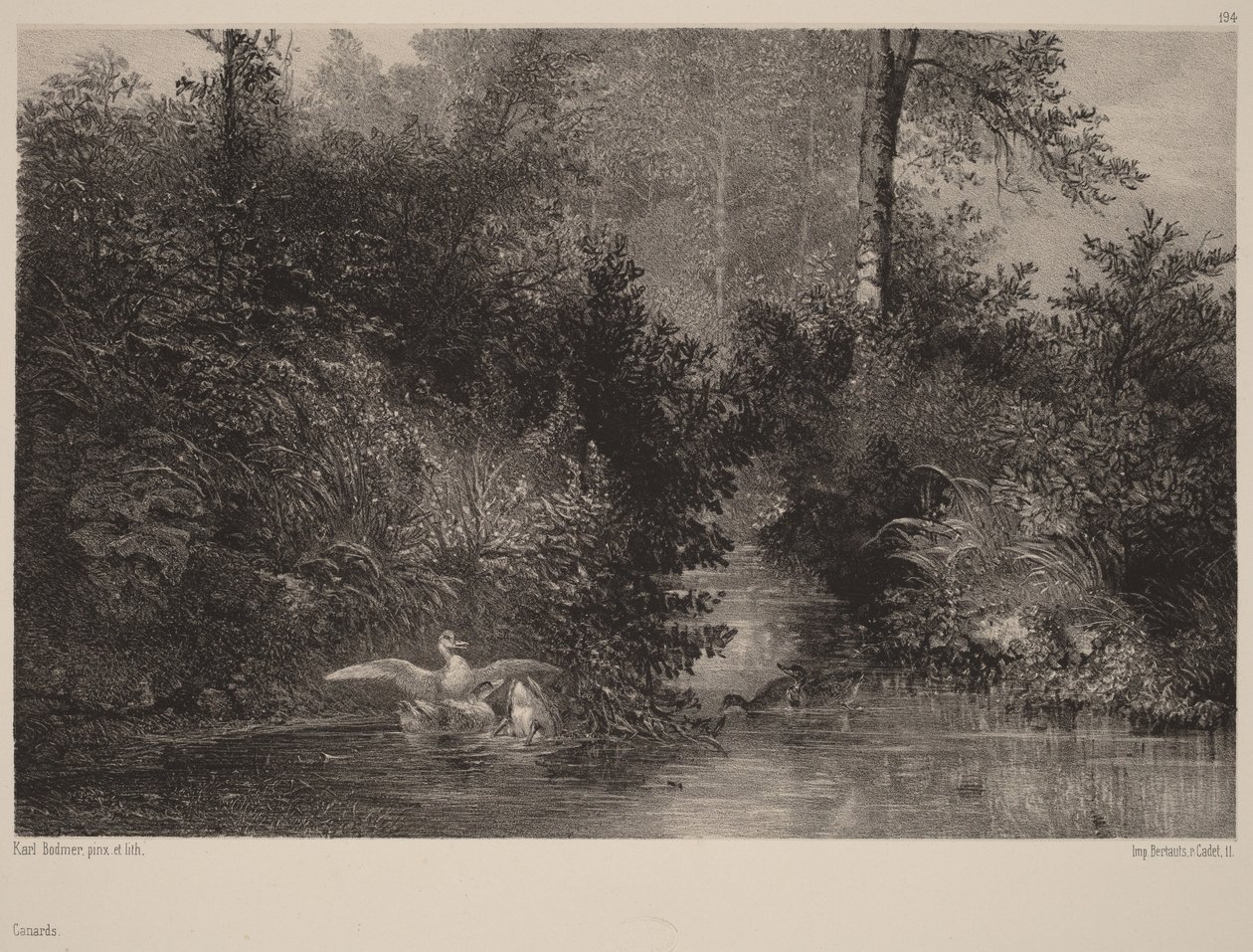 Ænder af Karl Bodmer