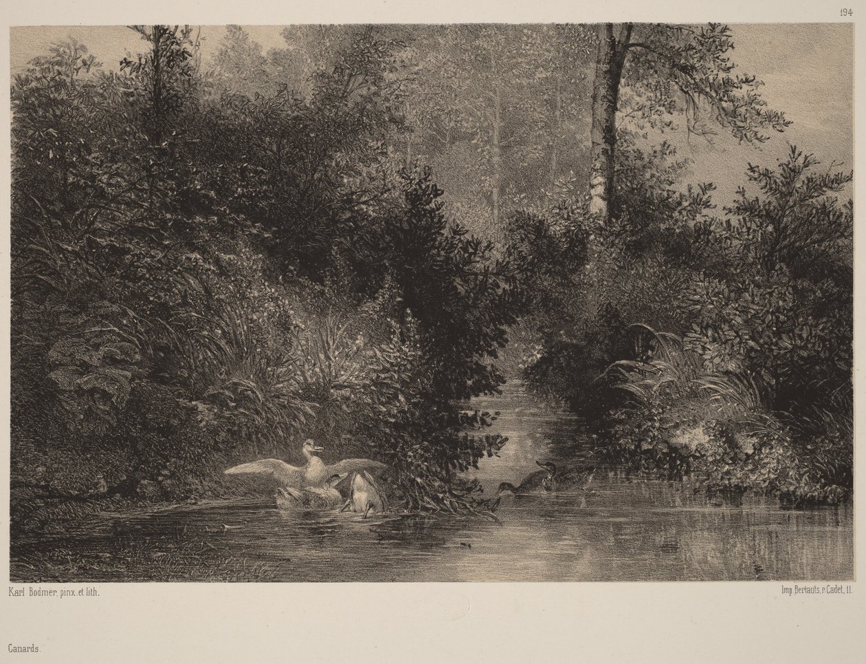 Ænder af Karl Bodmer
