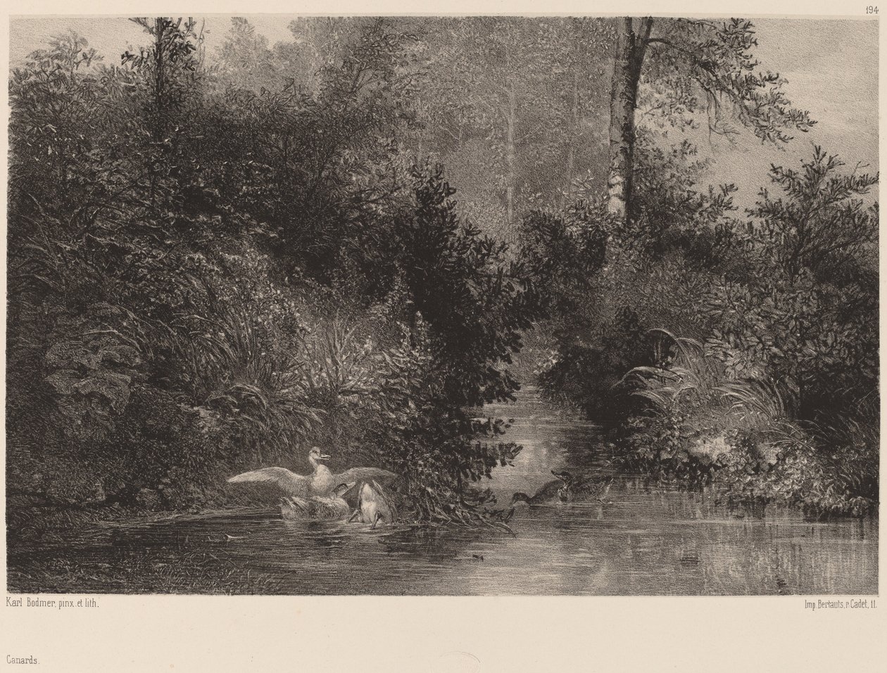 Ænder, 18611866. af Karl Bodmer