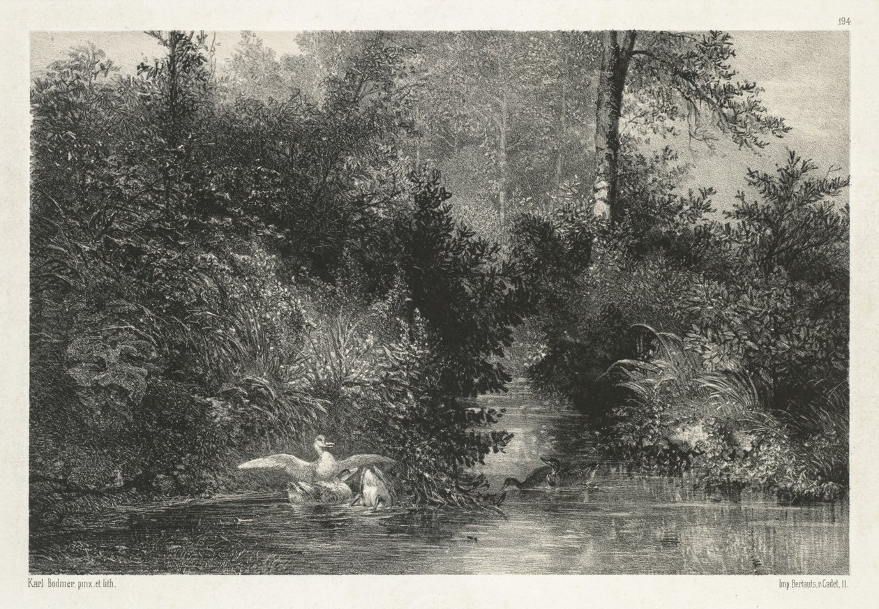 Canards Ducks. af Karl Bodmer