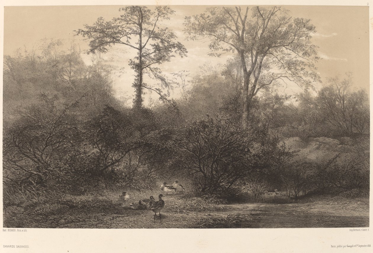 Vildænder. af Karl Bodmer