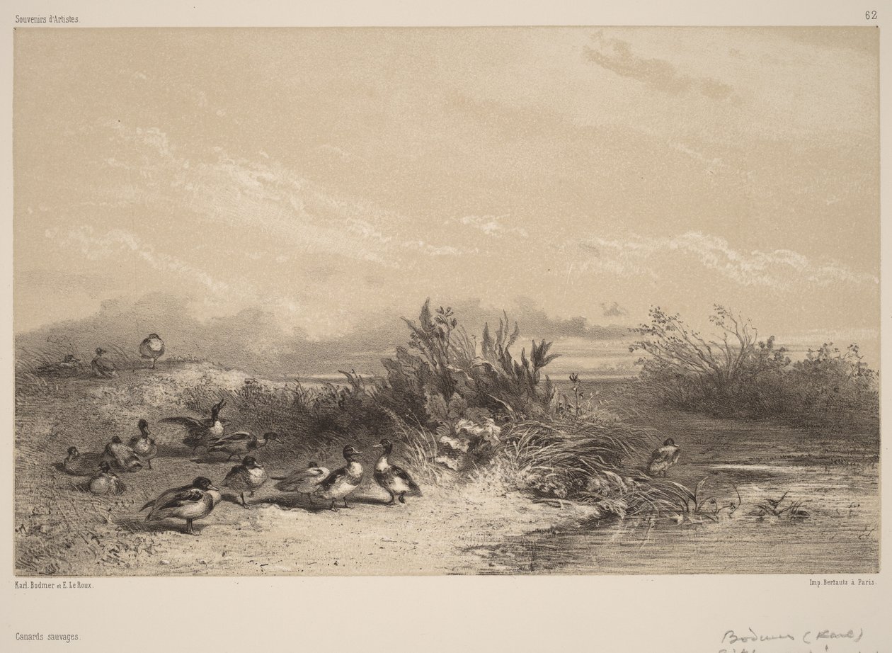 Vilde ænder af Karl Bodmer