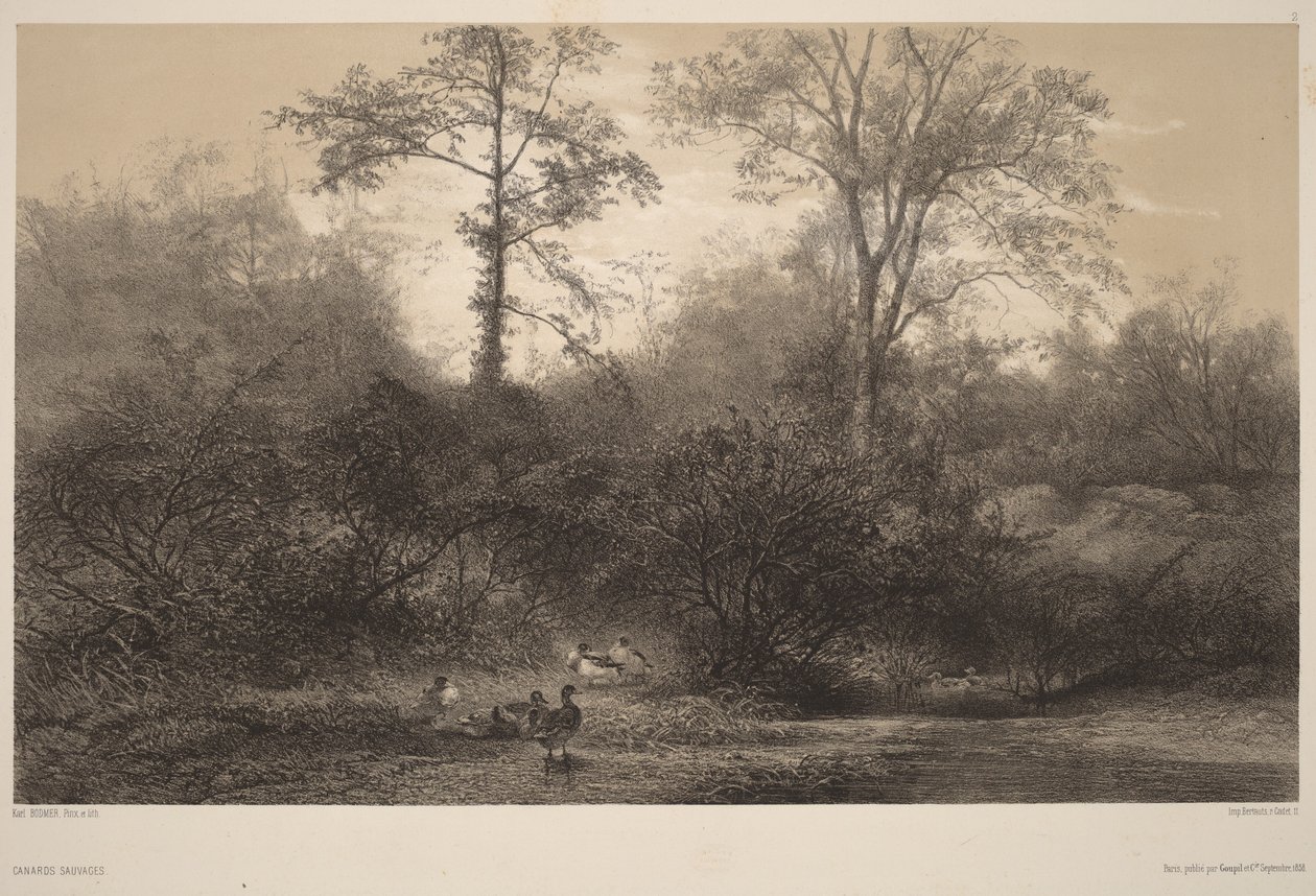 Vilde ænder af Karl Bodmer