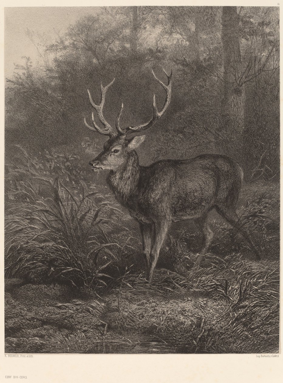 Cerf Dix-Cors. af Karl Bodmer