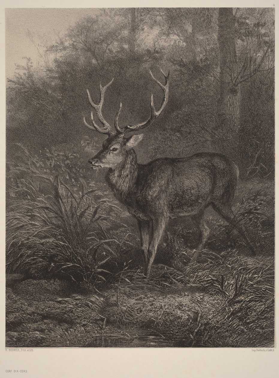 Tihornet hjort af Karl Bodmer