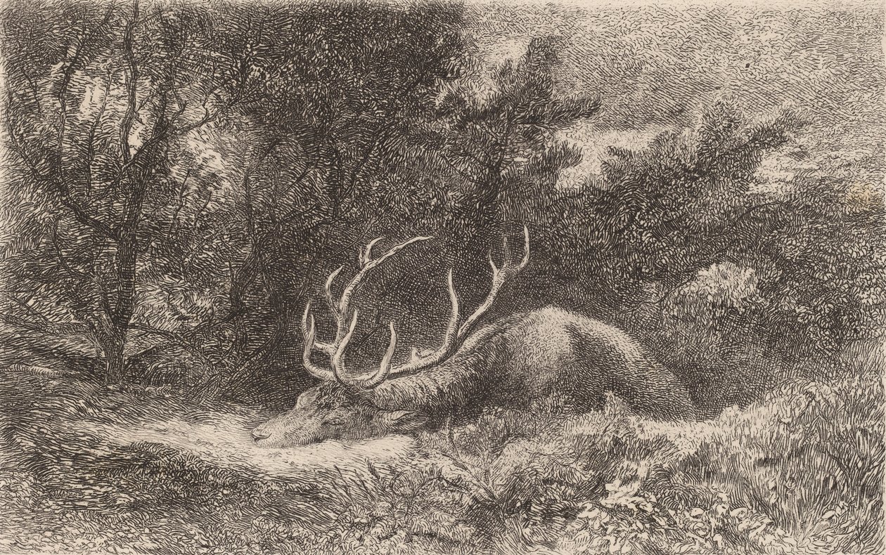 Hjort a la Reposee. af Karl Bodmer