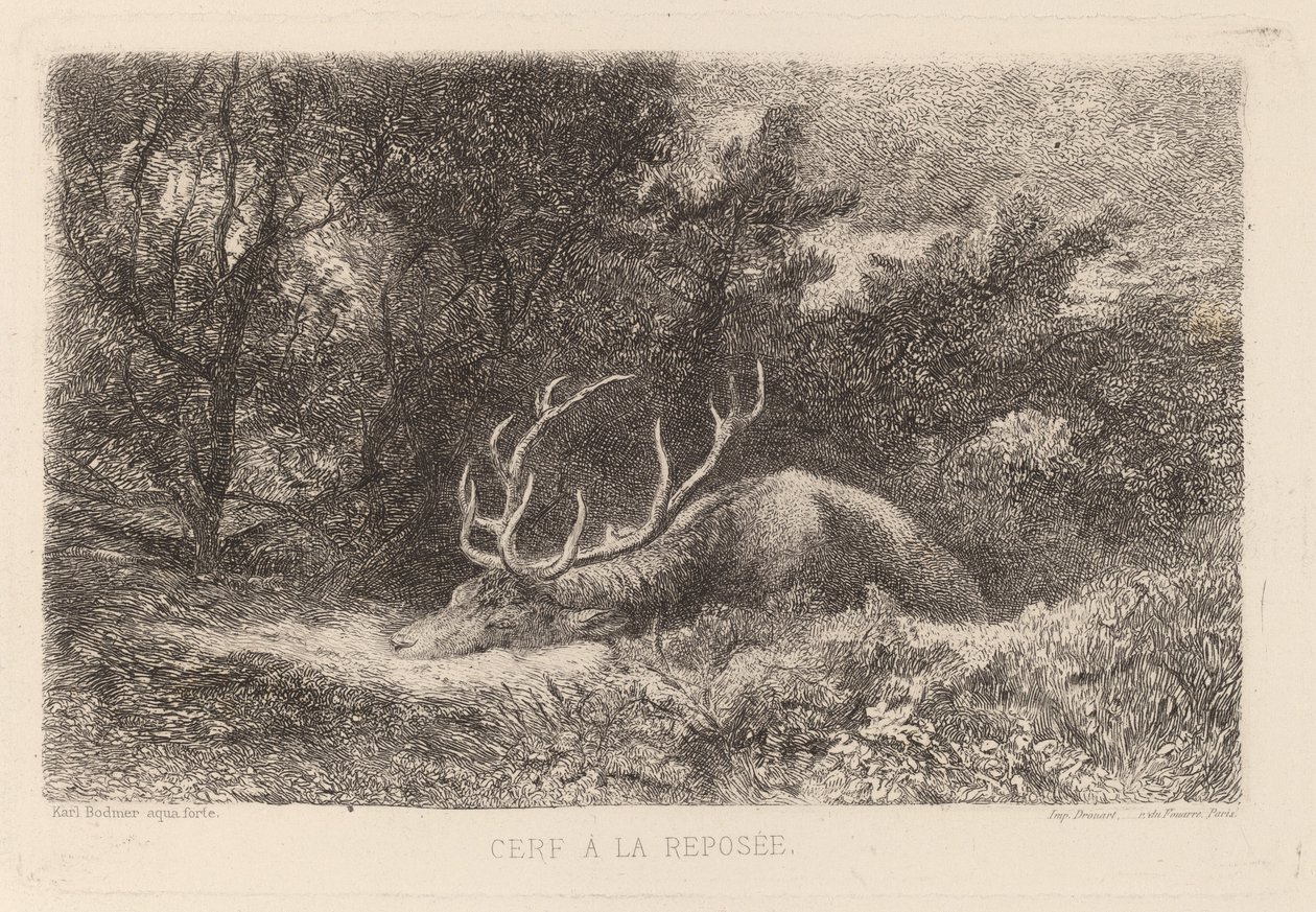 Hjort a la Reposee af Karl Bodmer
