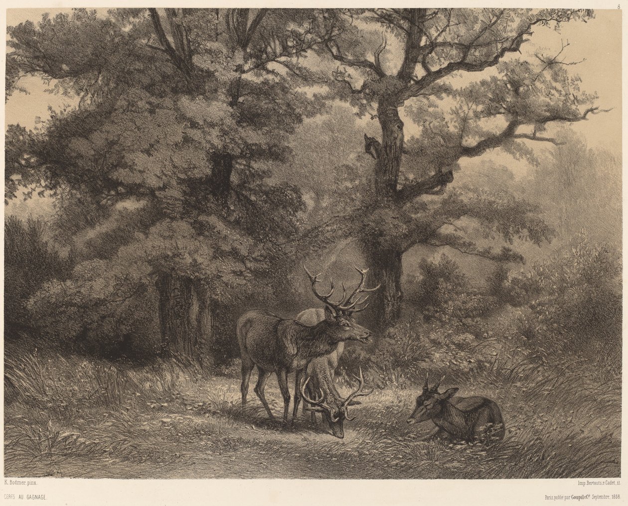 Hjorte ved Gagnage af Karl Bodmer