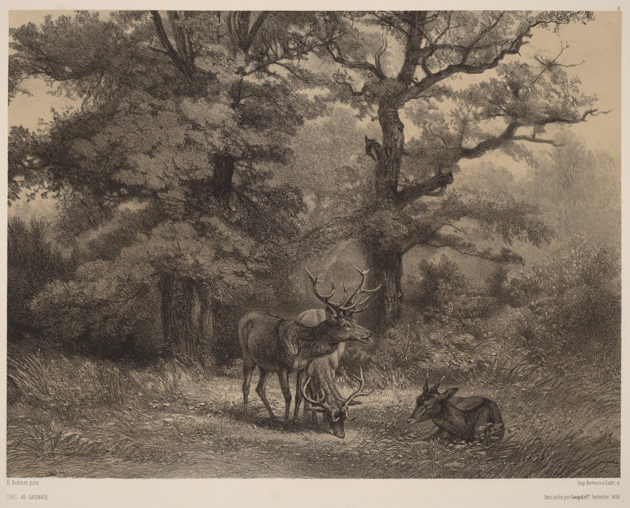 Græssende hjorte af Karl Bodmer