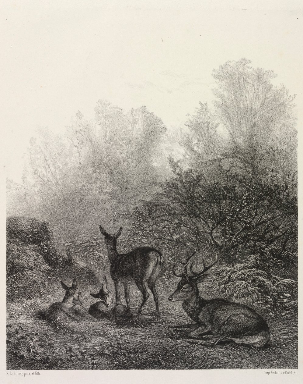 Hjorte i hvile. af Karl Bodmer