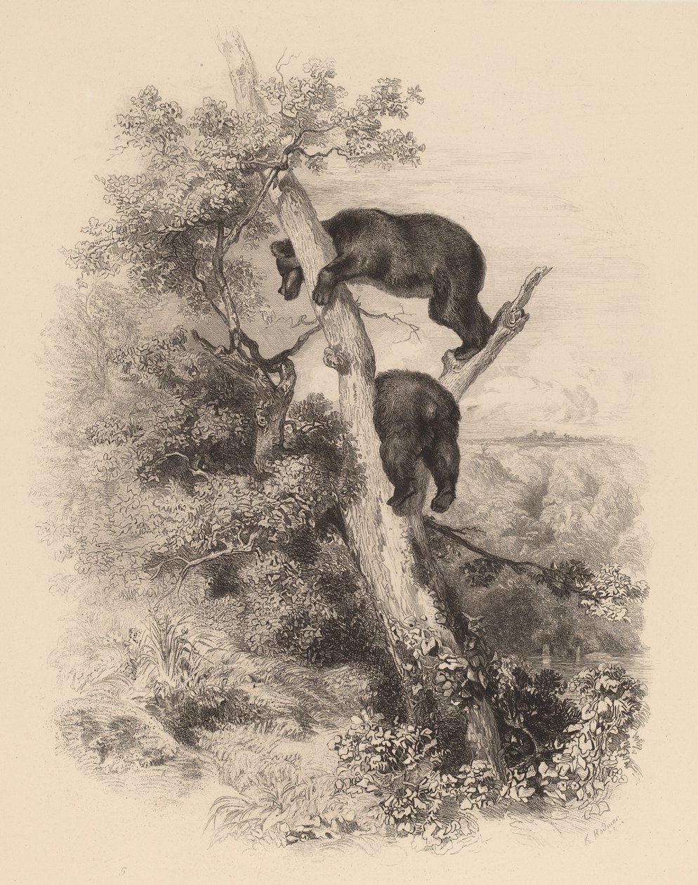 To bjørne. af Karl Bodmer