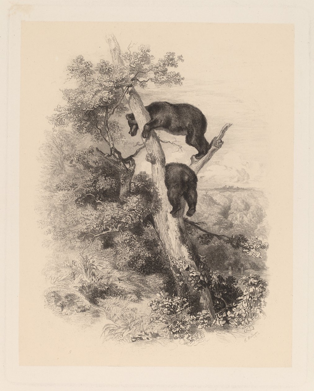 To bjørne af Karl Bodmer