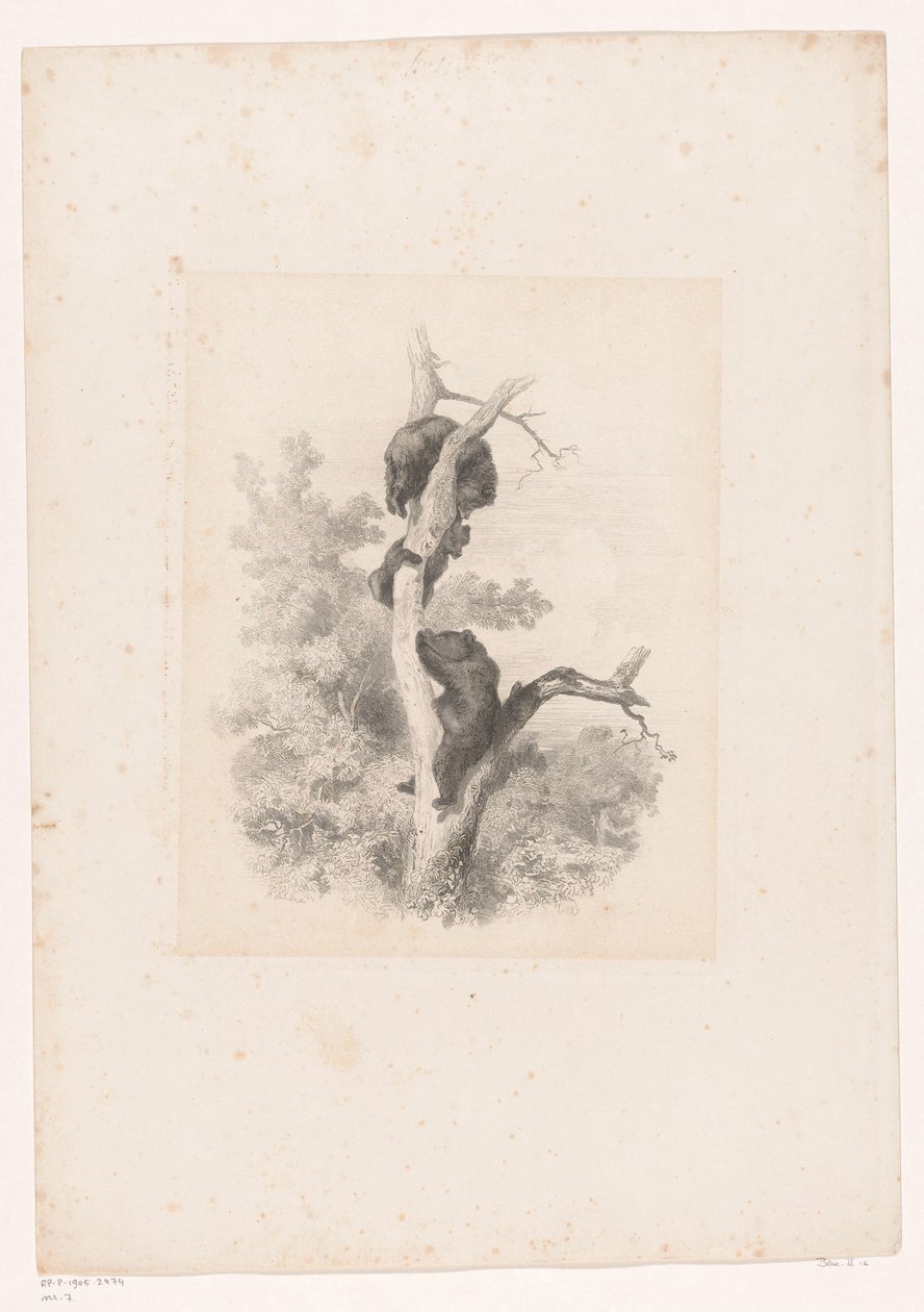 Tre bjørne i et træ Landskaber med dyr (serietitel) af Karl Bodmer