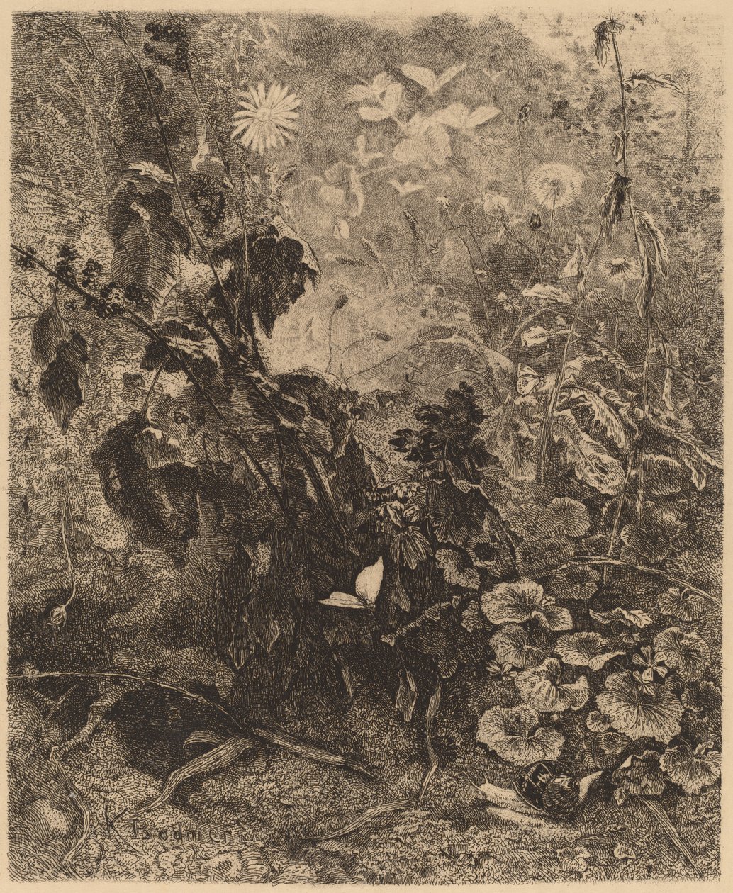 Snegle og sommerfugle af Karl Bodmer