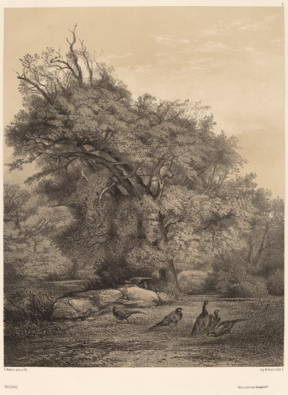 Fasaner af Karl Bodmer
