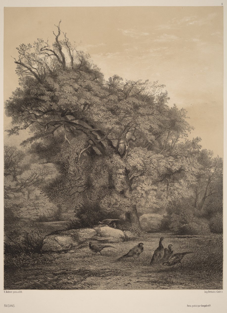 Fasaner af Karl Bodmer