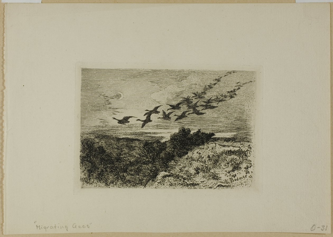 Flyvende gæs af Karl Bodmer