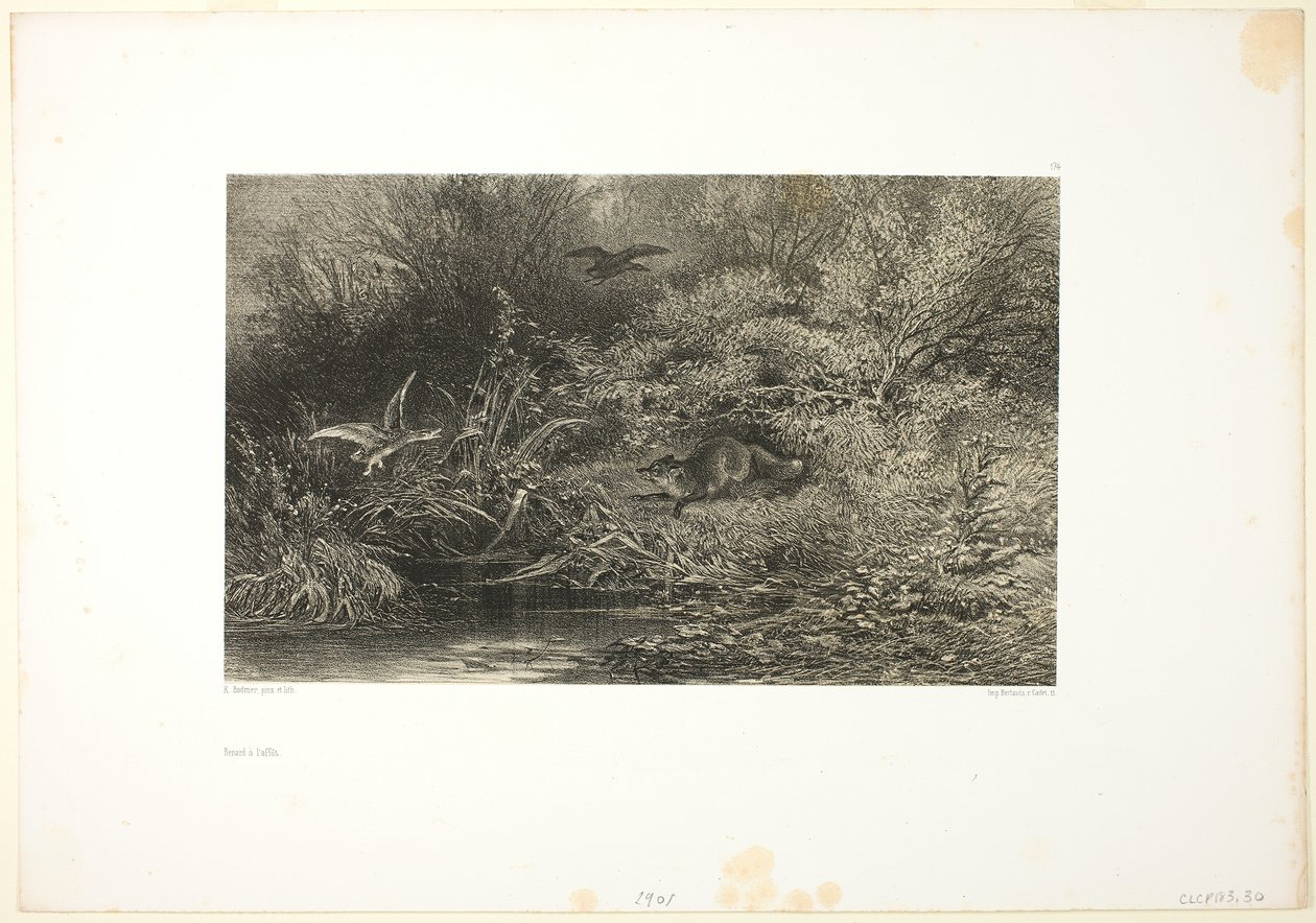 Ræv på Løb af Karl Bodmer