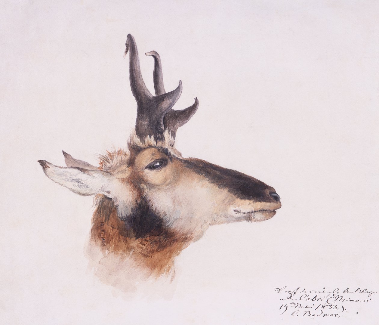 Hovedet af en antilope af Karl Bodmer