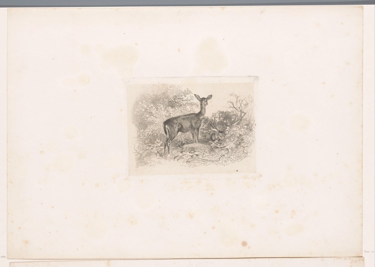 Hindu i skoven Landskaber med dyr (serietitel) af Karl Bodmer