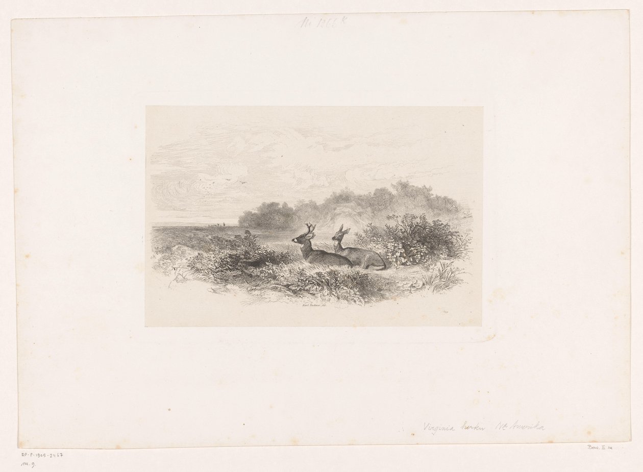 Landskab med to hvidhalede hjorte Landskaber med dyr (serietitel) af Karl Bodmer