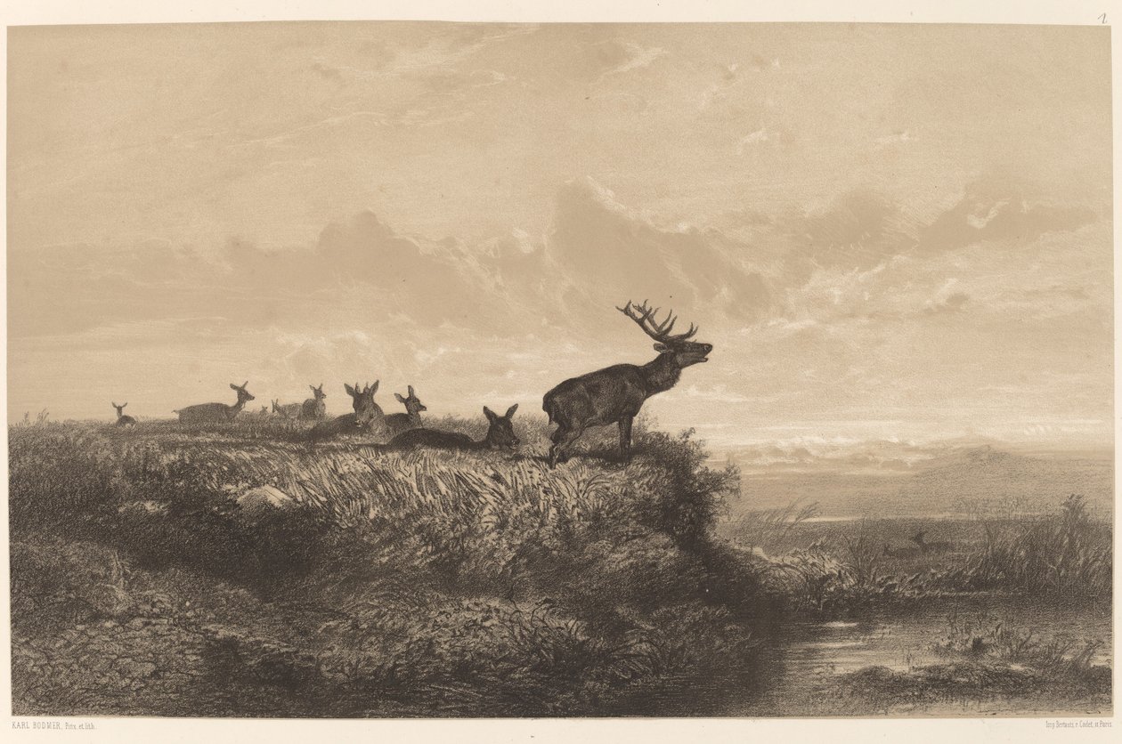 Morgenen. Hjorte og Hinder. af Karl Bodmer