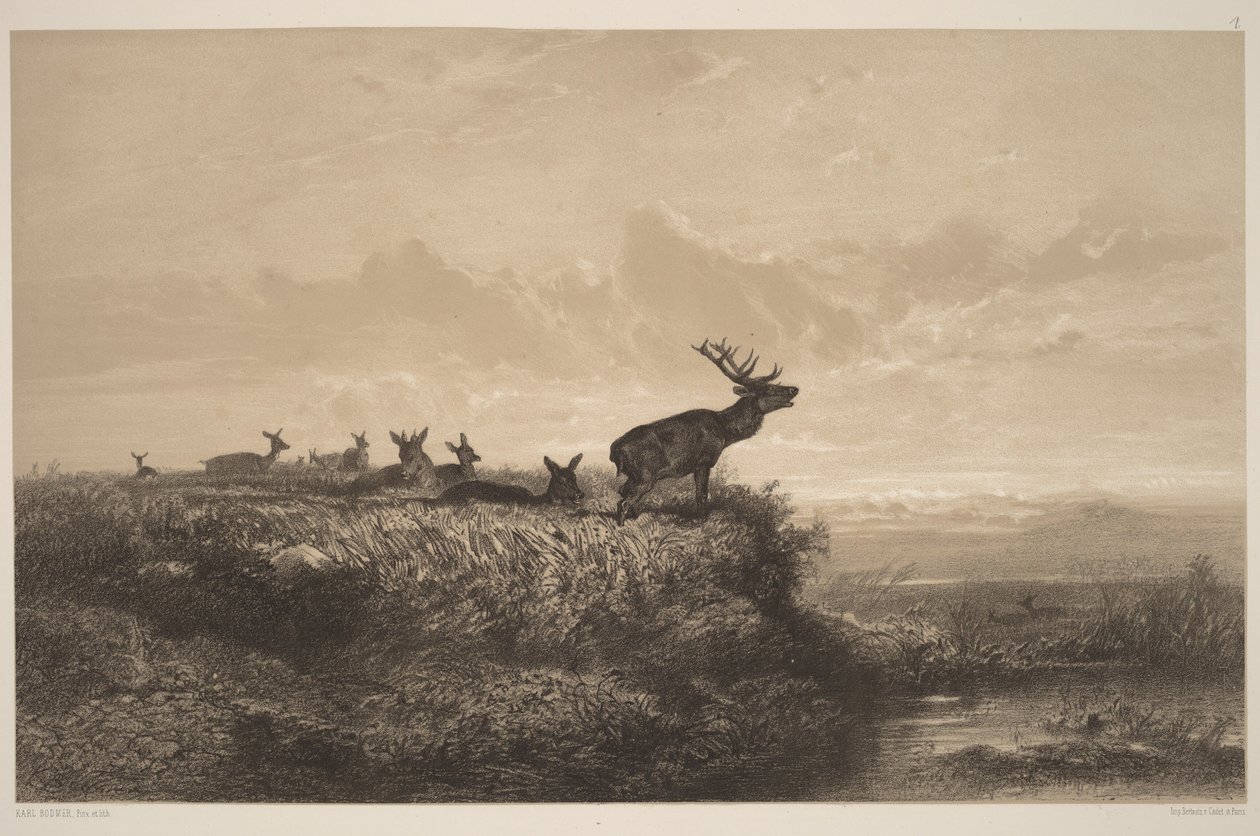 Morgenen. Hjort og hinder af Karl Bodmer